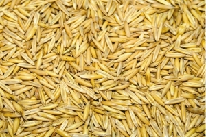 Фото 2. Купуємо зерно вівса, проса, гречки, ячменю, пшениця фуражна, кукуруза