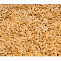 Купуємо зерно вівса, проса, гречки, ячменю, пшениця фуражна, кукуруза
