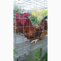 Продажа инкубационных яиц курочек Редбро