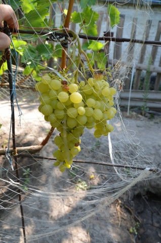 Фото 2. Черенки (чубуки) винограда