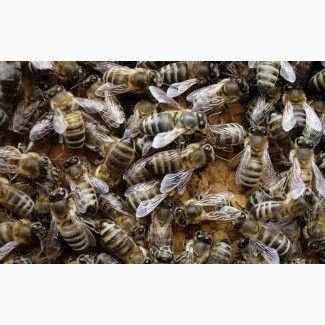 Пчелопакеты-Пчеломатки