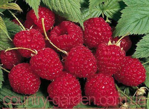 Фото 10. Продам саженцы самой вкусной садовой ягоды Малины и много других растений