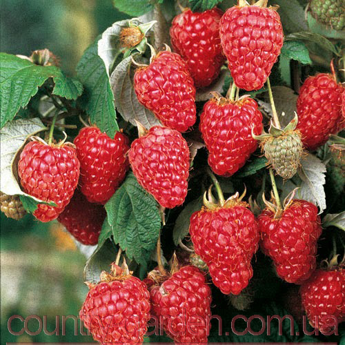 Фото 11. Продам саженцы самой вкусной садовой ягоды Малины и много других растений