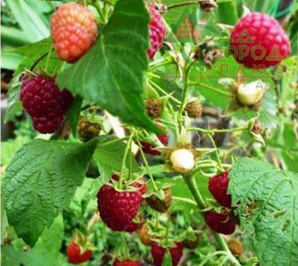 Фото 12. Продам саженцы самой вкусной садовой ягоды Малины и много других растений