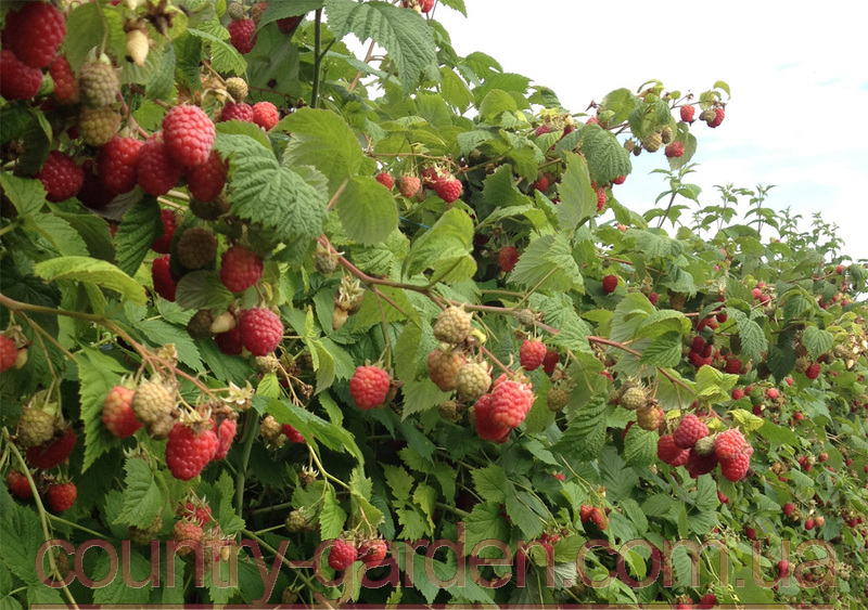 Фото 14. Продам саженцы самой вкусной садовой ягоды Малины и много других растений