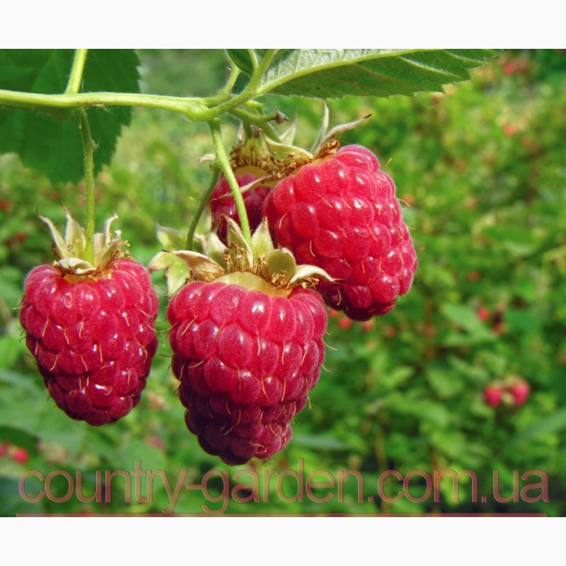 Фото 15. Продам саженцы самой вкусной садовой ягоды Малины и много других растений