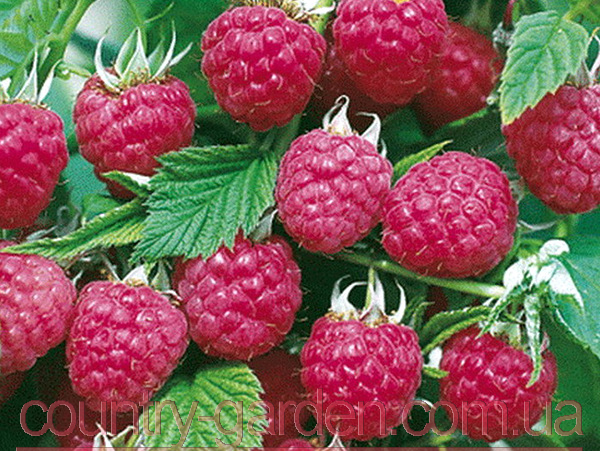 Фото 16. Продам саженцы самой вкусной садовой ягоды Малины и много других растений