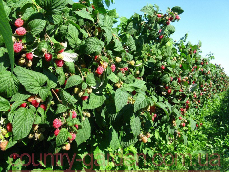 Фото 17. Продам саженцы самой вкусной садовой ягоды Малины и много других растений