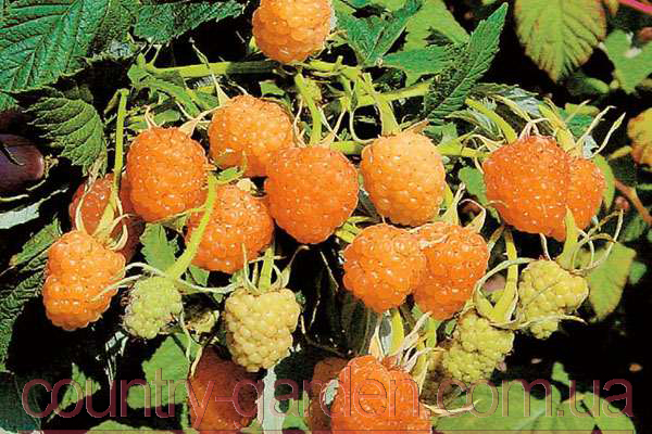 Фото 19. Продам саженцы самой вкусной садовой ягоды Малины и много других растений