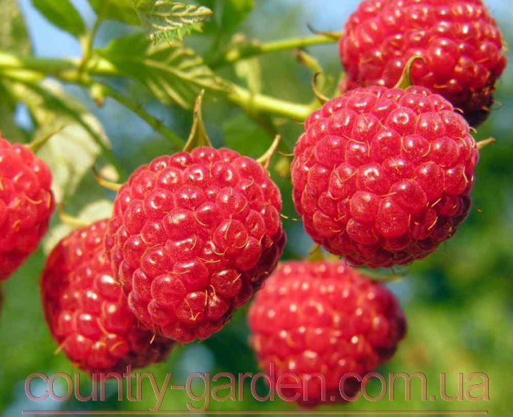 Фото 2. Продам саженцы самой вкусной садовой ягоды Малины и много других растений