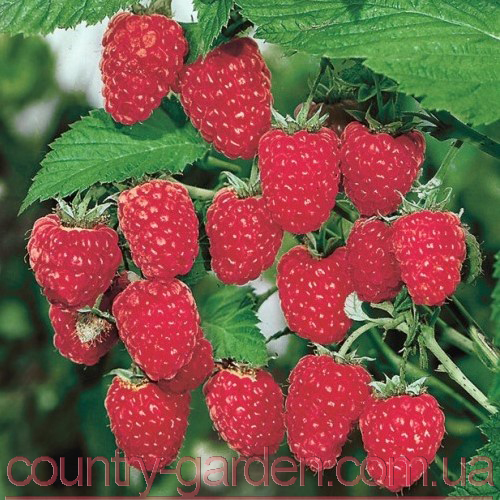 Фото 3. Продам саженцы самой вкусной садовой ягоды Малины и много других растений