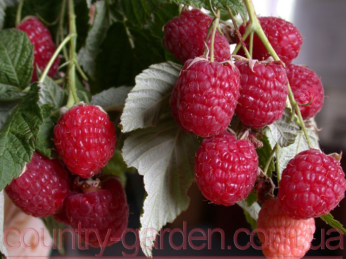 Фото 4. Продам саженцы самой вкусной садовой ягоды Малины и много других растений