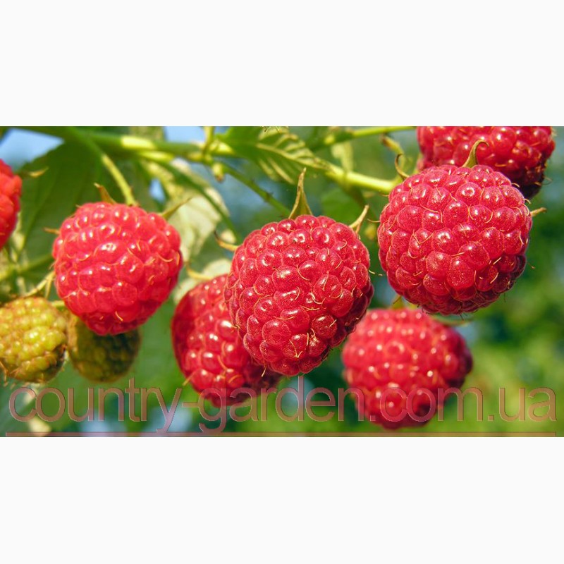 Фото 5. Продам саженцы самой вкусной садовой ягоды Малины и много других растений