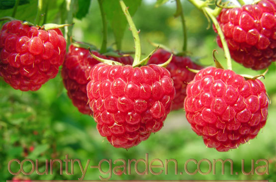 Фото 6. Продам саженцы самой вкусной садовой ягоды Малины и много других растений