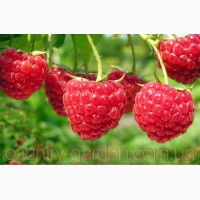 Продам саженцы самой вкусной садовой ягоды Малины и много других растений