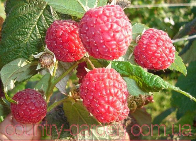 Фото 7. Продам саженцы самой вкусной садовой ягоды Малины и много других растений