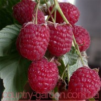 Продам саженцы самой вкусной садовой ягоды Малины и много других растений