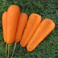 Продам морковь. Продам овощи. Доставка по Украине