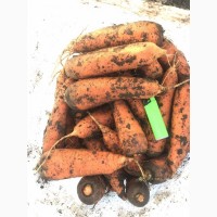Продажа моркови Бережаны