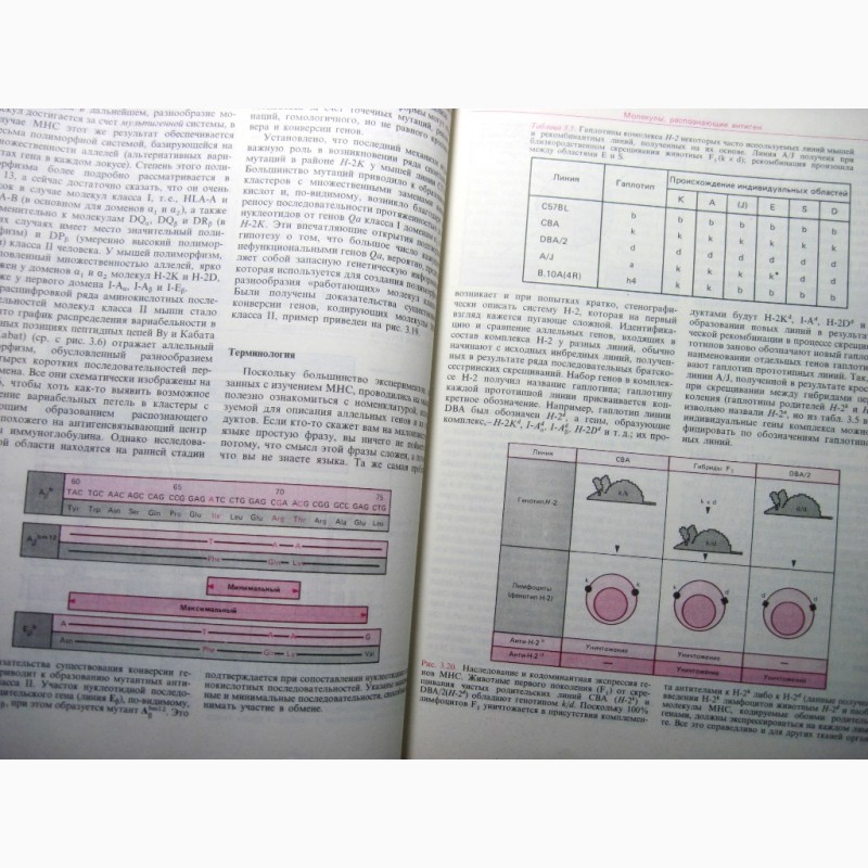 Фото 7. Ройт Основы иммунологии учебник 1991 Врожденный Специфический иммунитет Антиген