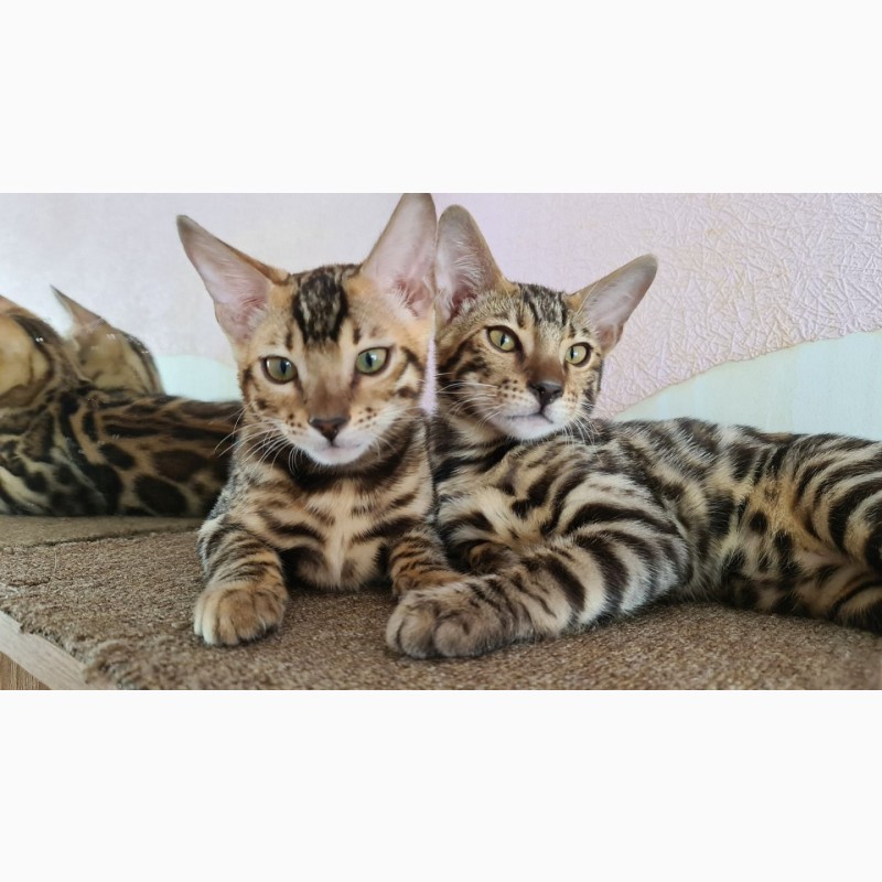 Фото 3/7. Красивые бенгальские чистопородные котята