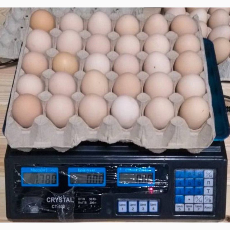 Фото 12. Продам яйцо куриное в асортименте, ОПТ, Киев