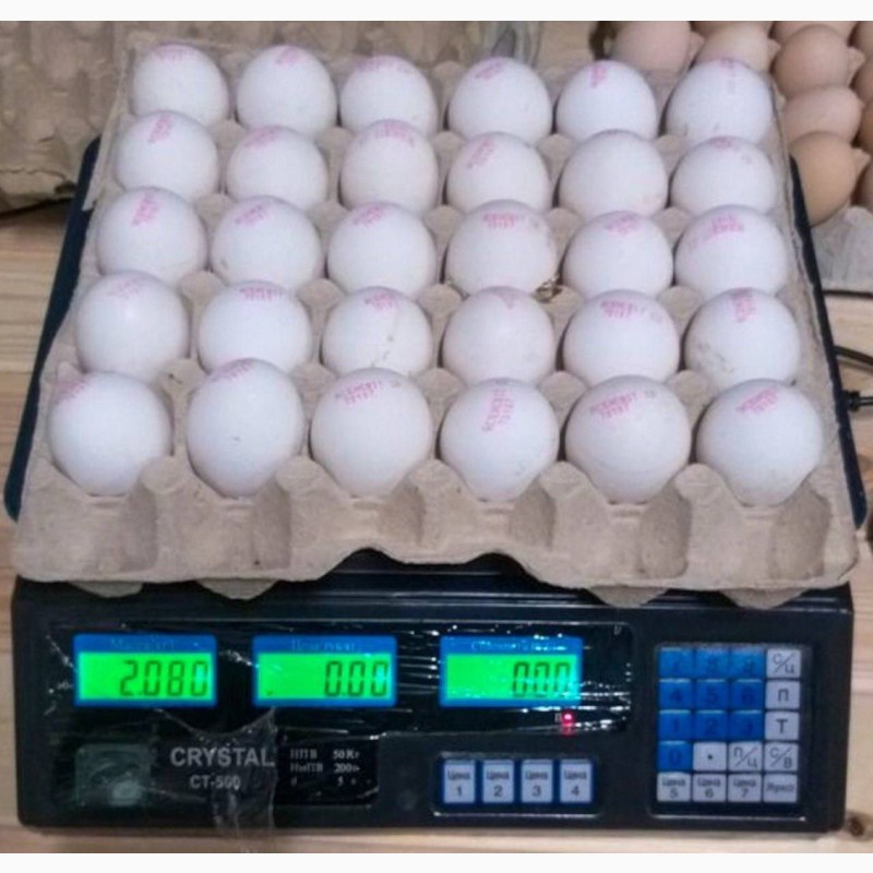 Фото 13. Продам яйцо куриное в асортименте, ОПТ, Киев