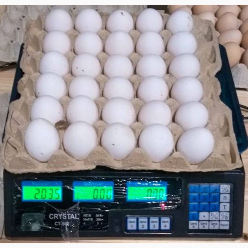 Фото 2. Продам яйцо куриное в асортименте, ОПТ, Киев