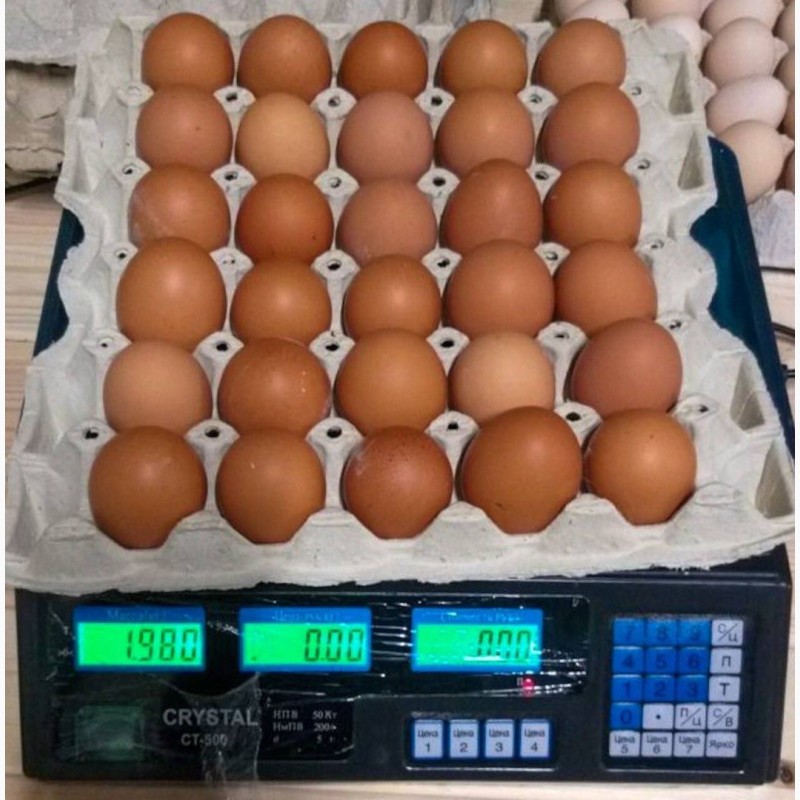 Фото 7. Продам яйцо куриное в асортименте, ОПТ, Киев
