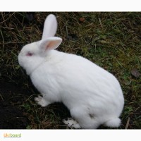 Кролики Термонці-Білі