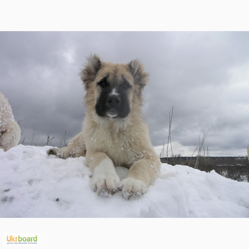 Фото 4. Продается щенок кавказской овчарки (девочка).