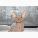 Продам котят породы канадский сфинкс