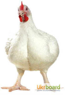 Фото 10. Продам оптом и в розницу цыплята породы голошейка (Испанка)одна курочка привозная