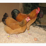 Продам оптом и в розницу цыплята породы голошейка (Испанка)одна курочка привозная