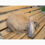 Продам кролей французский баран