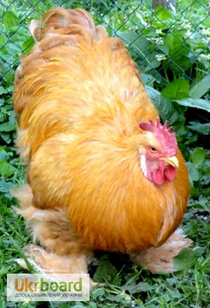 Фото 2. Продам курчата, інкубаційне яйце курей породи