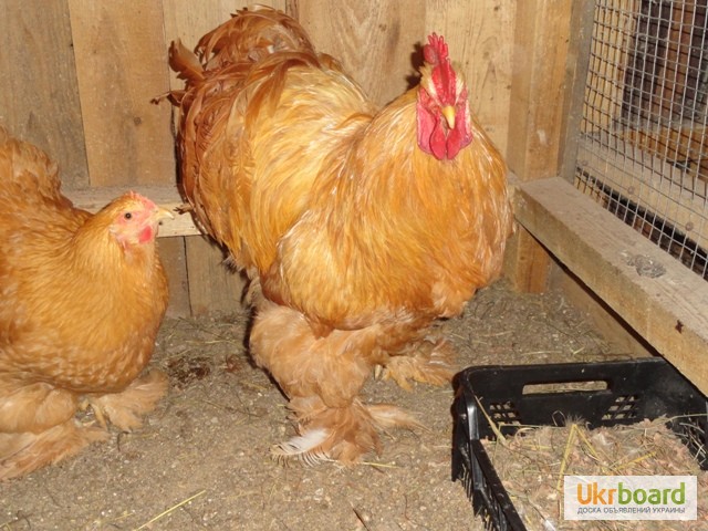 Фото 3. Продам курчата, інкубаційне яйце курей породи