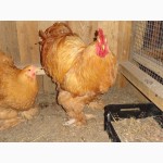 Продам курчата, інкубаційне яйце курей породи