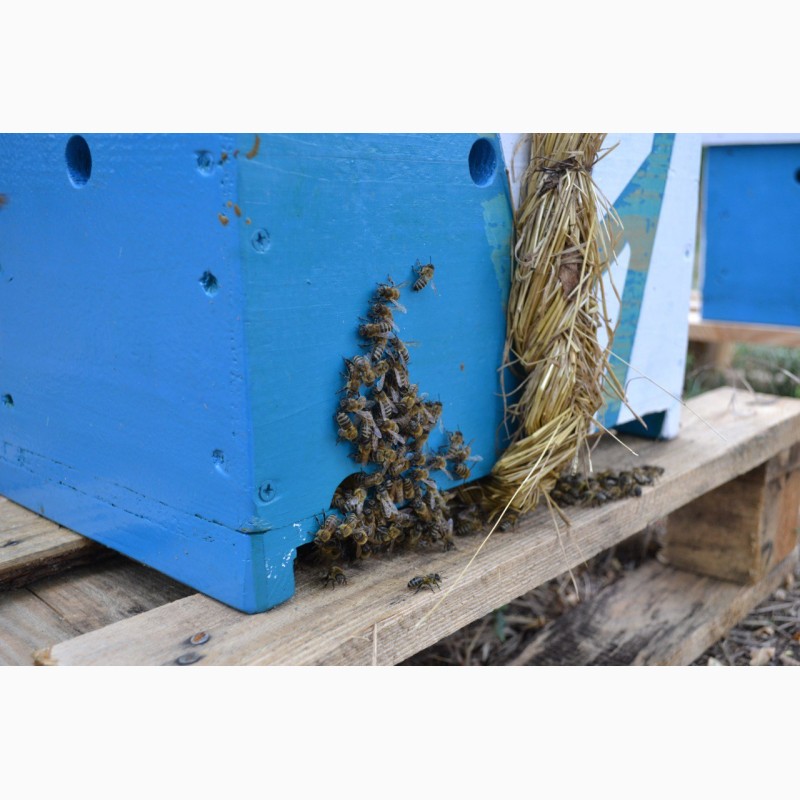 Фото 10. Продаю пчелосемьи, пчеломатки карпатской породы