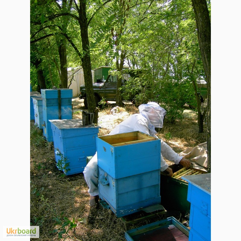 Фото 2. Продаю пчелосемьи, пчеломатки карпатской породы