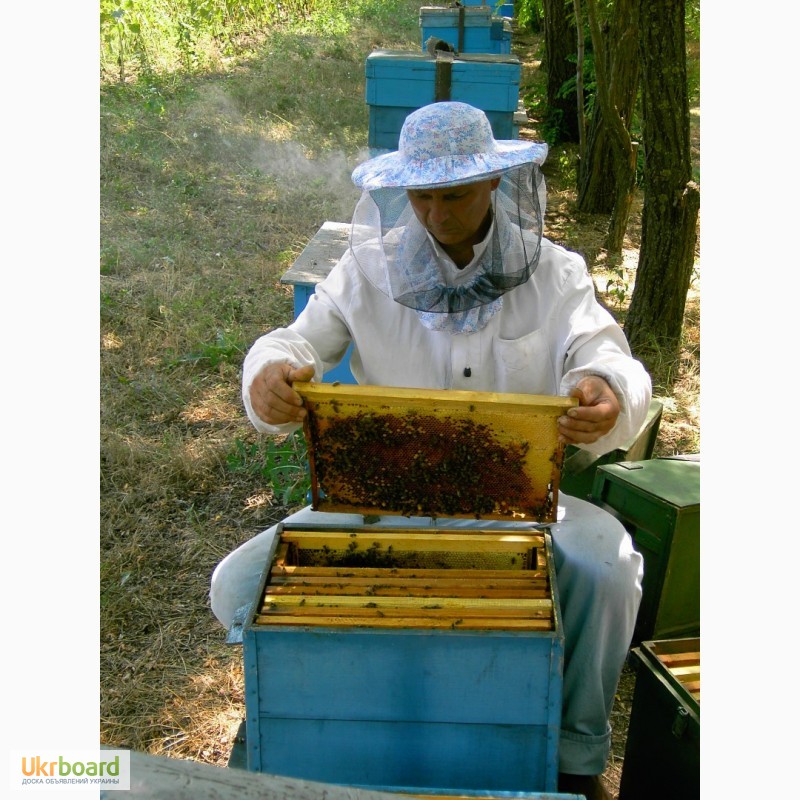 Фото 3. Продаю пчелосемьи, пчеломатки карпатской породы