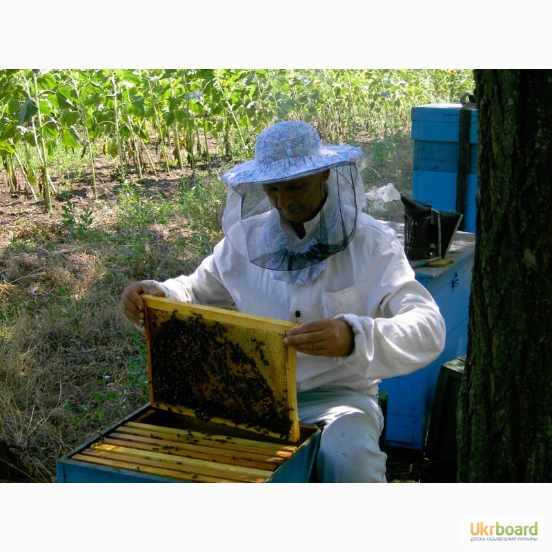 Фото 5. Продаю пчелосемьи, пчеломатки карпатской породы