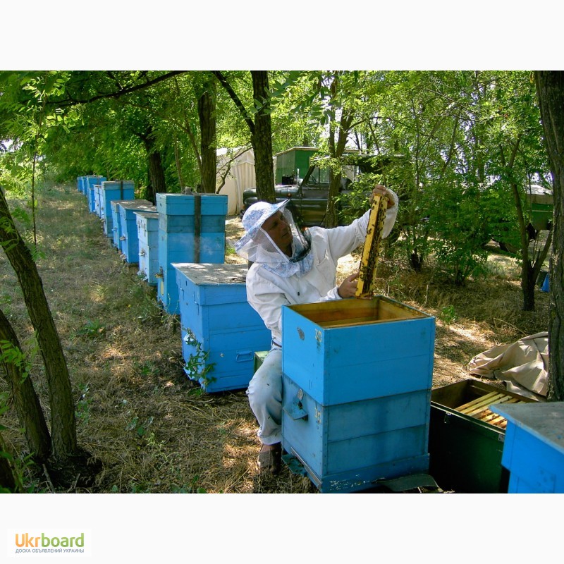 Фото 6. Продаю пчелосемьи, пчеломатки карпатской породы