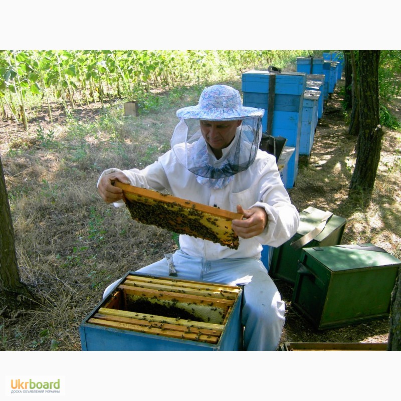 Фото 7. Продаю пчелосемьи, пчеломатки карпатской породы