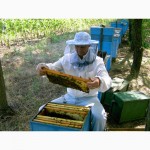 Продаю пчелосемьи, пчеломатки карпатской породы