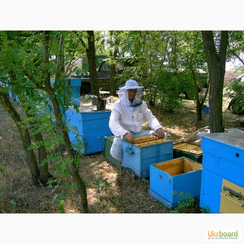 Фото 8. Продаю пчелосемьи, пчеломатки карпатской породы