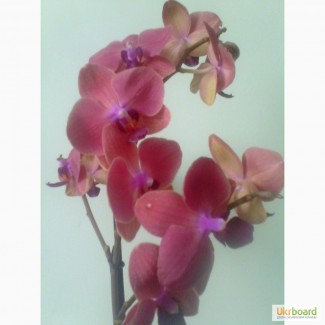 Продам орхидеи