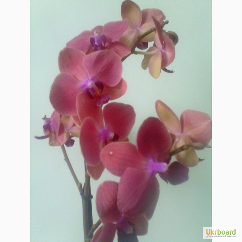 Фото 1/4. Продам орхидеи