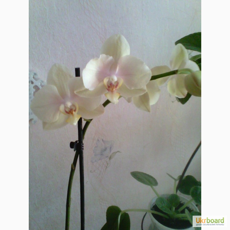 Фото 2. Продам орхидеи