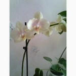 Продам орхидеи